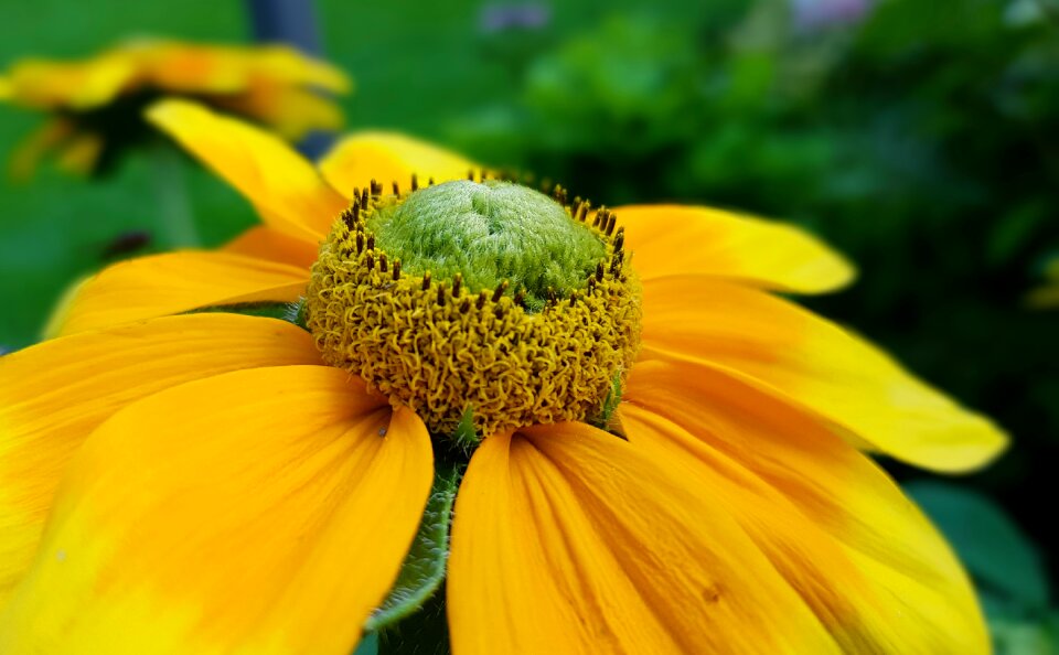 Summer flowering flower garden plant