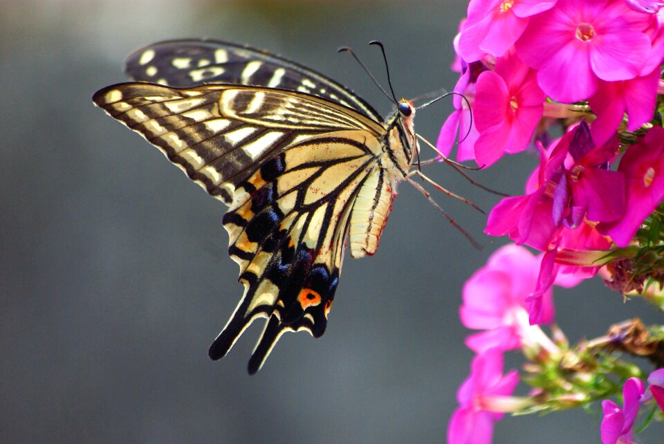 Butterfly summer lilium lancifolium
