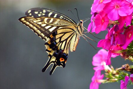 Butterfly summer lilium lancifolium