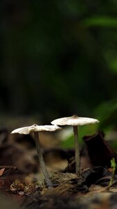 Natural forest food