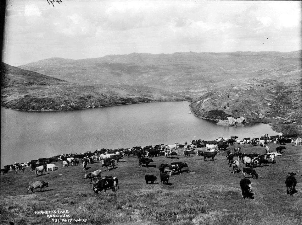 Harnett's Lake, Kosciusko from The Powerhouse Museum Collection