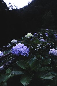 Petal garden nature