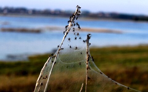 Grass cobweb spider meadow photo