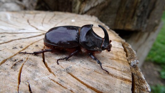 Wild nature macro