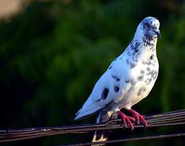 White pigeon feral pigeon bird photo