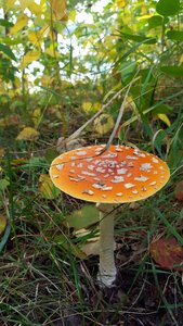 Nature toxic red toadstool