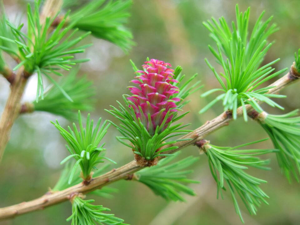 Blossom bloom plant