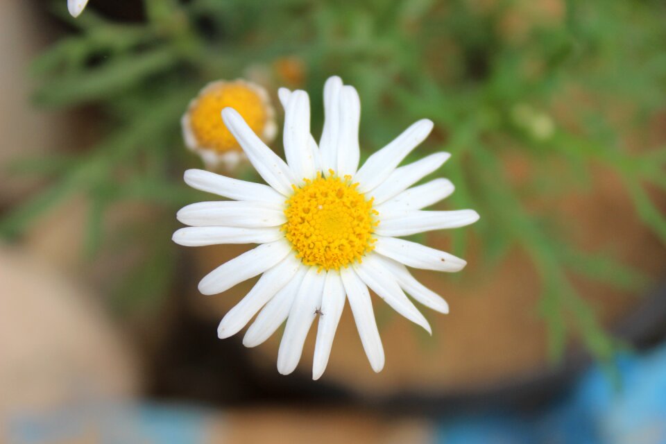 Nature flower flowers garden