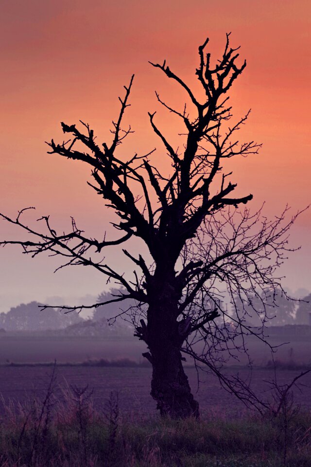 Field dawn sunrise