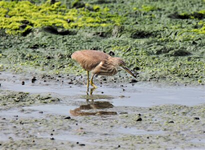 Bird animal wild