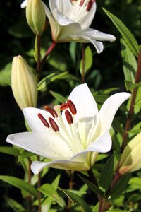 Lily garden flowers petals