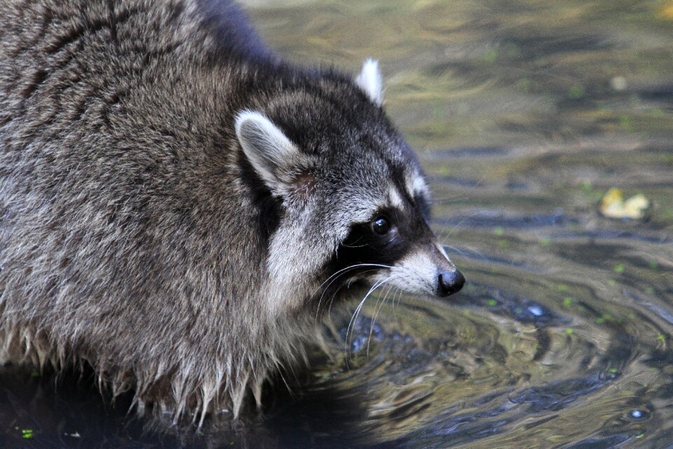 Animal nature furry