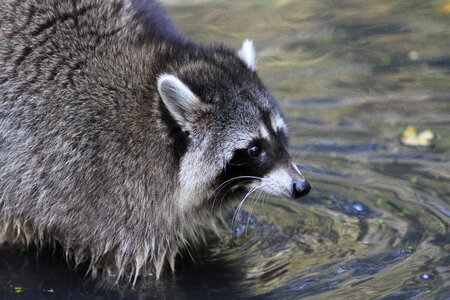 Animal nature furry