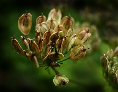 Umbelliferae flowering plant pimpinella anisum photo