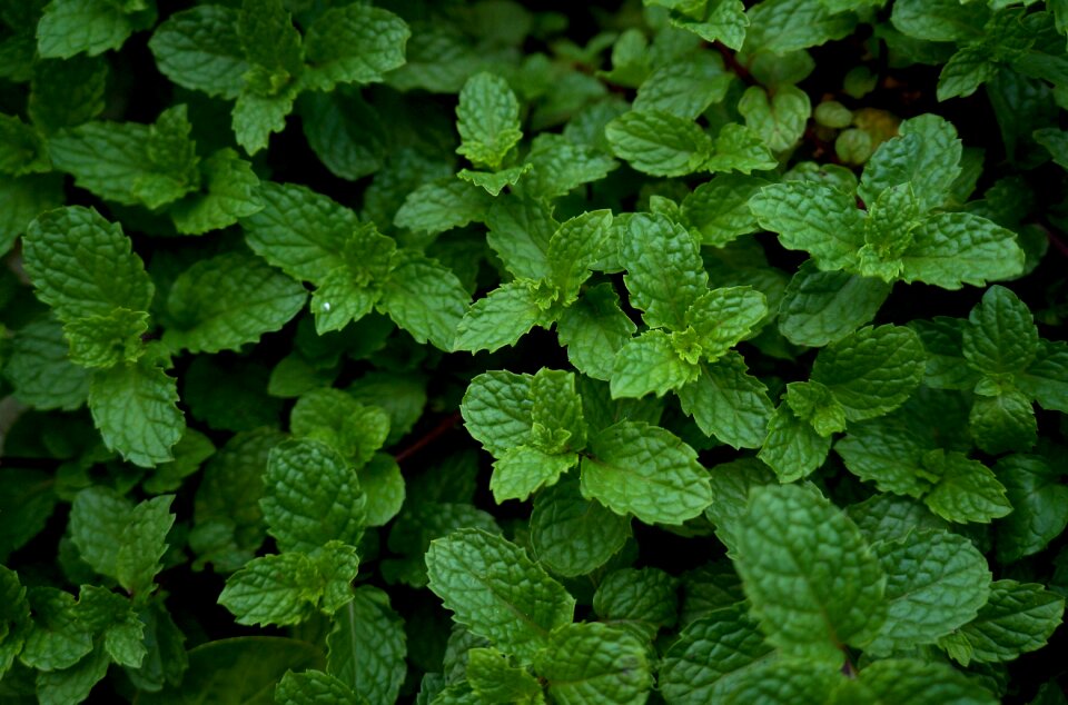 Herbs veggie greens