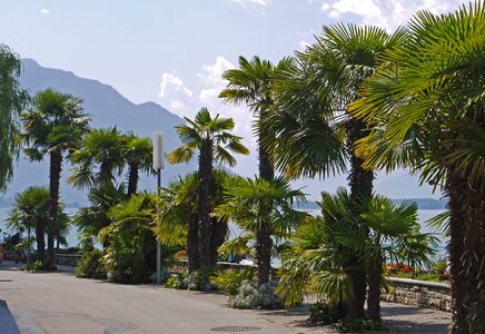 Promenade mediterranean palm trees photo
