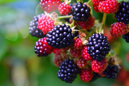 Food berry leaf plants