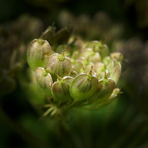 Umbelliferae flowering plant pimpinella anisum photo