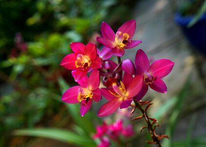 Orchids purple orchid pink bunches of orchids photo