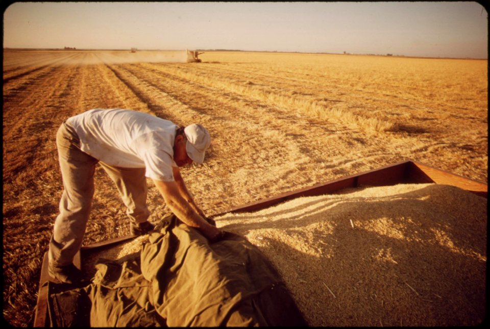 Harvesting-barley-in-the-imperial-valley--near-imperial-may-1972 7152683269 o