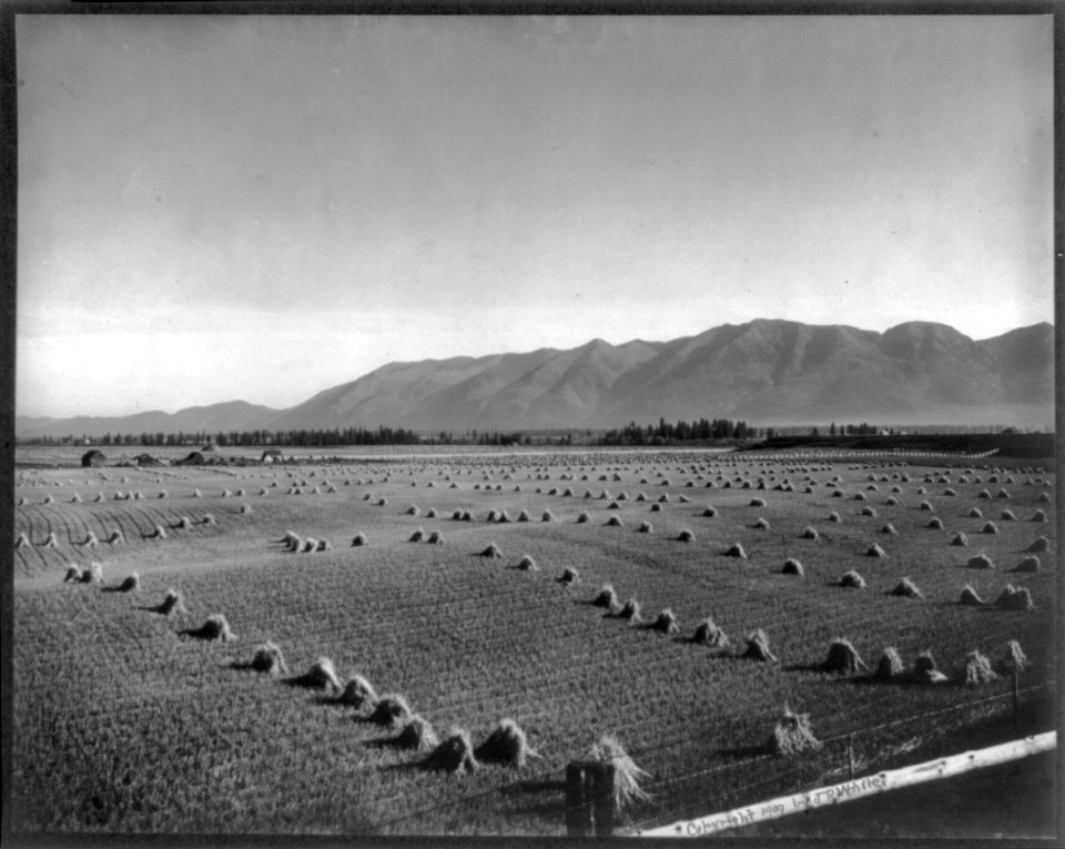 Harvest time, Flathead Valley, Montana LCCN2006686989
