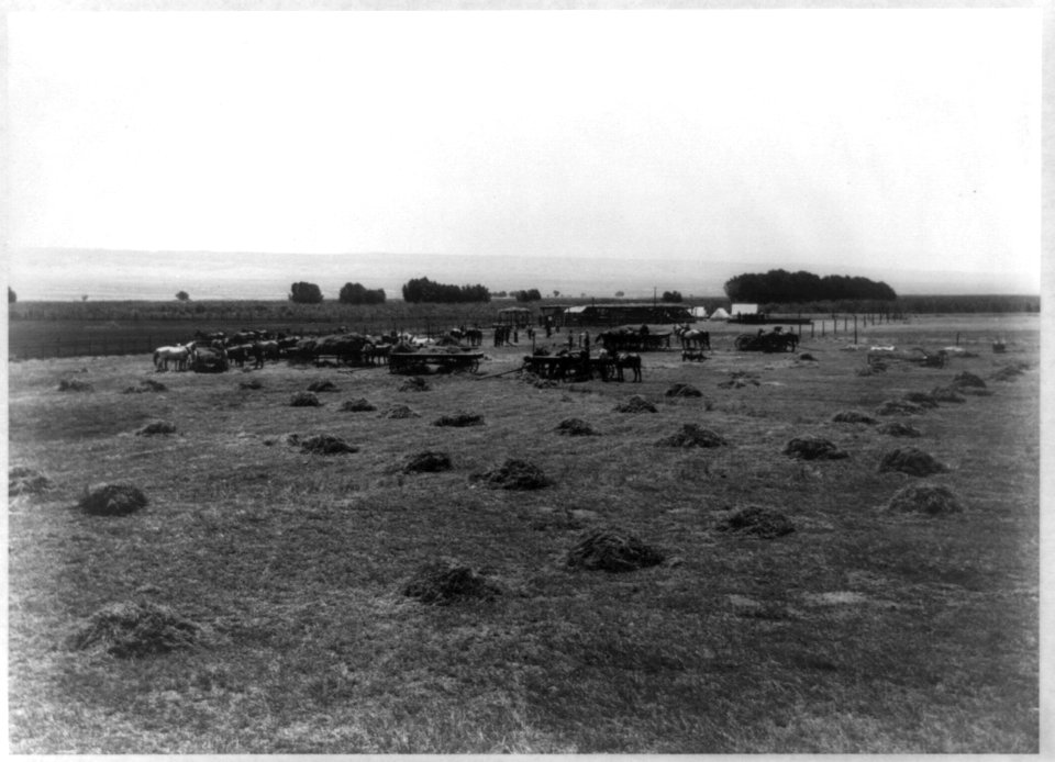 Harvesting alfalfa, Kern County, Calif. LCCN2002697532