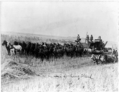 Harvesting machine pulled by 32 horses in Spokane, Washington LCCN2012646383