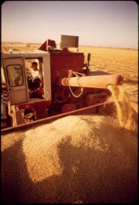 Harvesting-barley-grown-in-the-imperial-valley-may-1972 6990427898 o