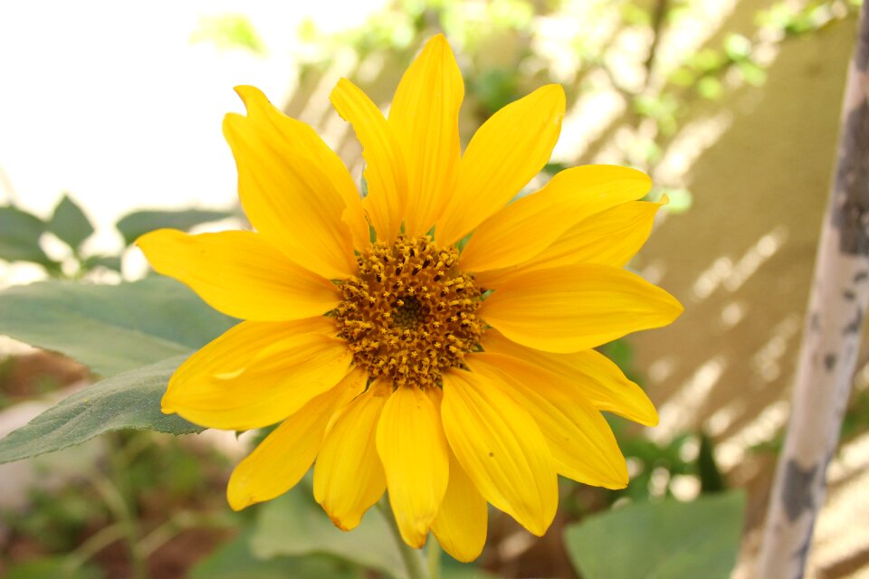 Nature garden yellow