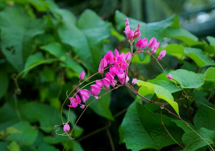 Antigonon flower flower heart broken bunches of flowers