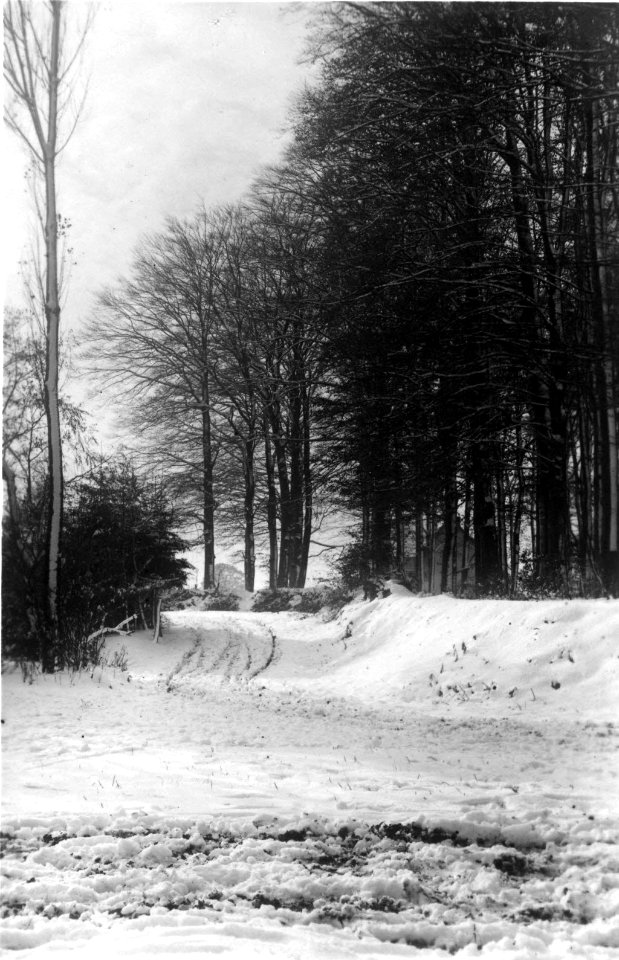 Hasseldieksdammer Gehölz (Kiel 71.012)