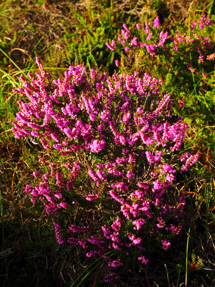 Pink calluna vulgaris colorful