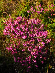 Pink calluna vulgaris colorful photo