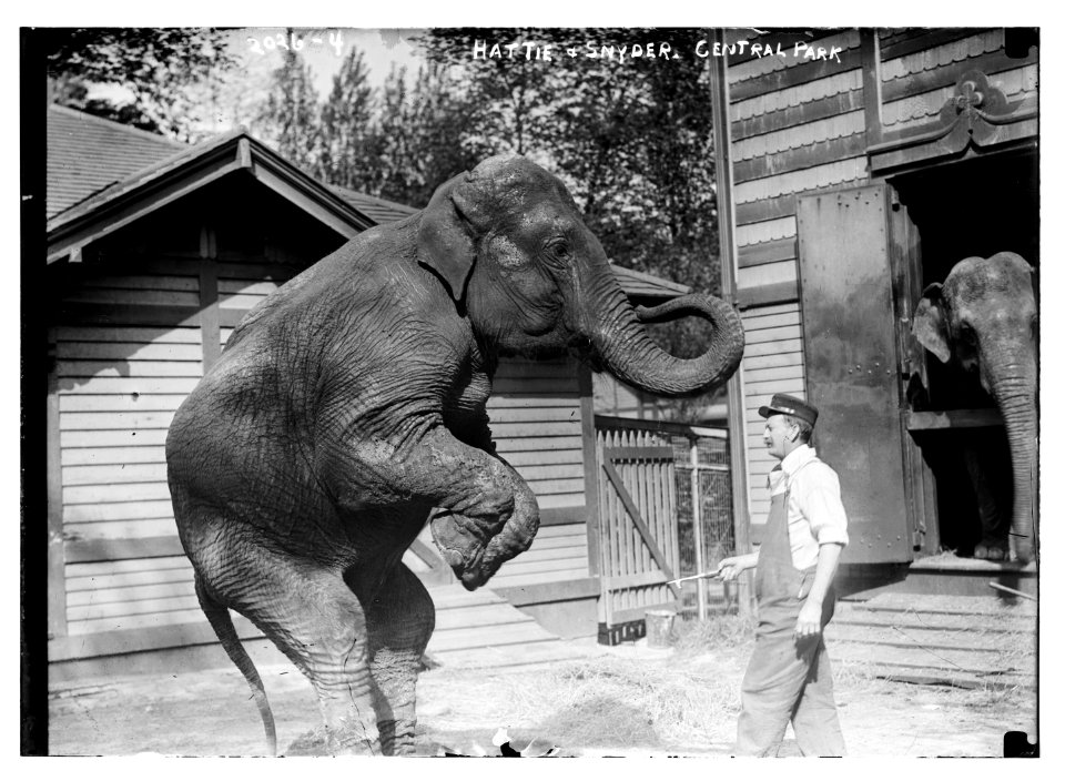 Hattie and Snyder, Central Park. Profile views of both Snyder and the elephant. LCCN2014688132