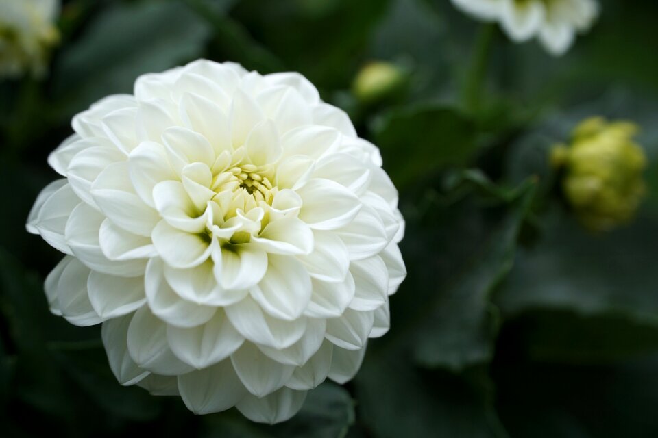 Nature plant white blossom