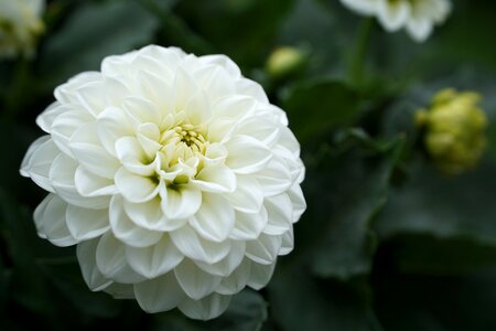 Nature plant white blossom