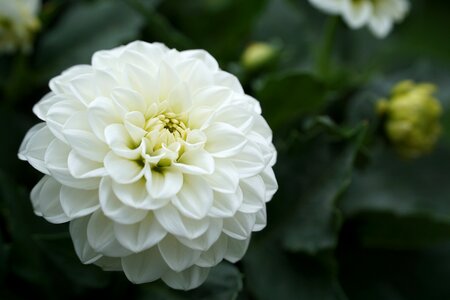 Nature plant white blossom photo