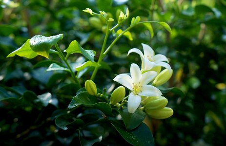 White flowers laurel bunches of flowers