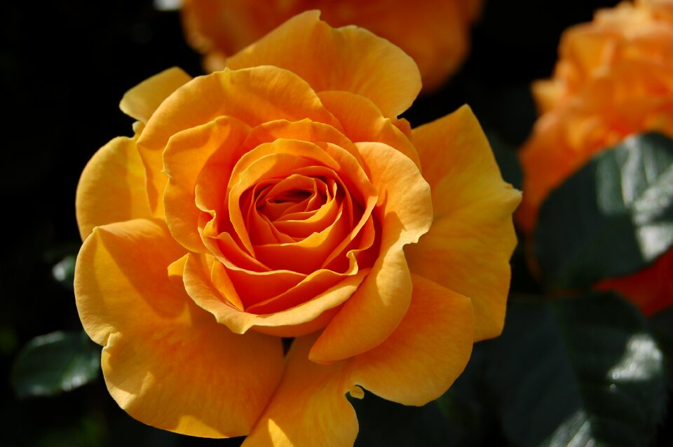 Bloom garden rose rose blooms
