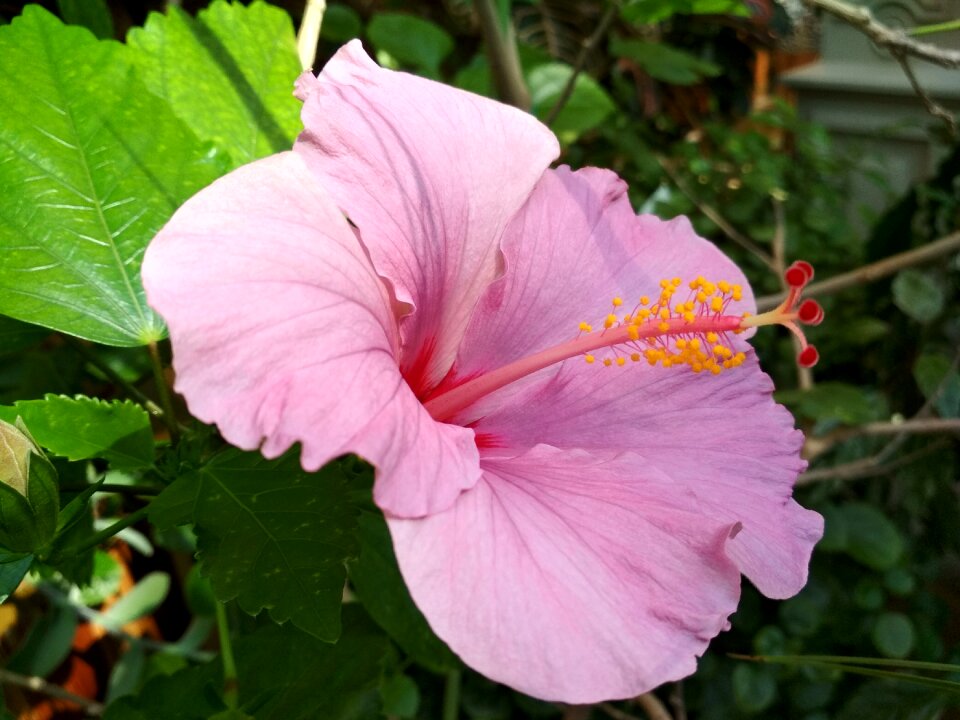 Hibiscus flower plant