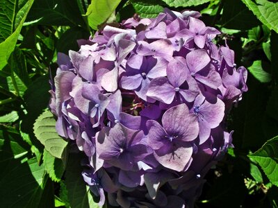 Hydrangea garden leaf