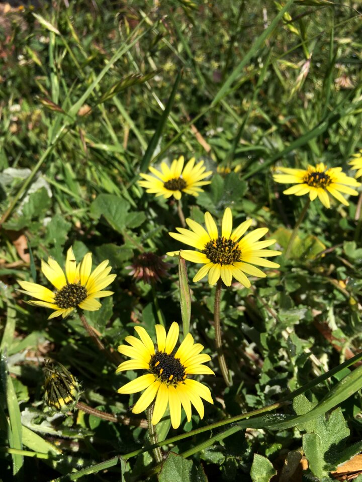 Nature field meadow