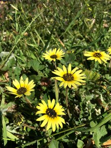 Nature field meadow