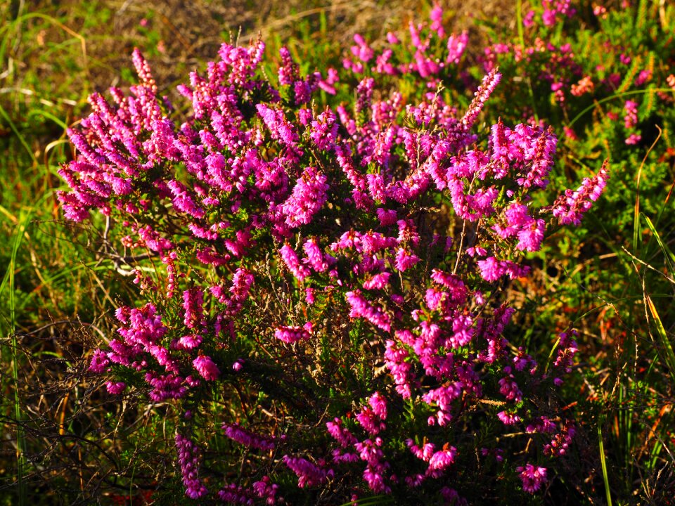 Pink calluna vulgaris calluna