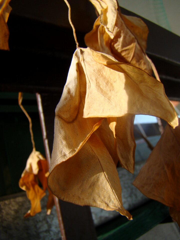 Foliage dead withered leaves