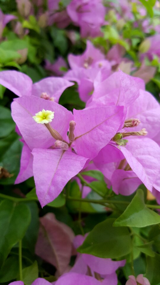Nature summer spring