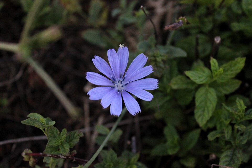 Flower kocaeli turkey