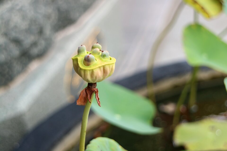 Lotus root lotus Free photos