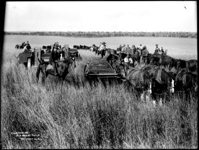 Harvesting in a wheat field from The Powerhouse Museum Collection