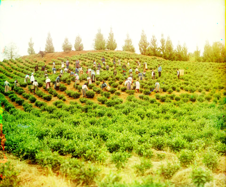 Harvesting tea in Chakva